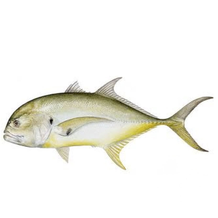 What kind of fish are caught off the Florida west coast in winter?