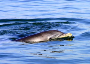 Hilton Head Fishing Charters - Nature