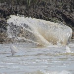 Dolphins Feeding