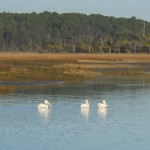 White Pelicans