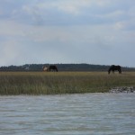 Horses in Marsh