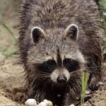 Raccoon