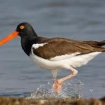 Oyster Catcher