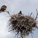 Bald Eagle on Nest