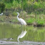 Great White Egret