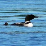 Loon