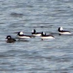 Raft of Buffleheads