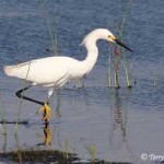 Snowy Egret