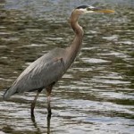 Blue Heron