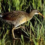 Marsh Hen