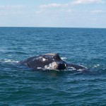 Right Whale