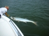 145-lb-tarpon-2