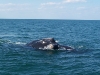 right-whale3