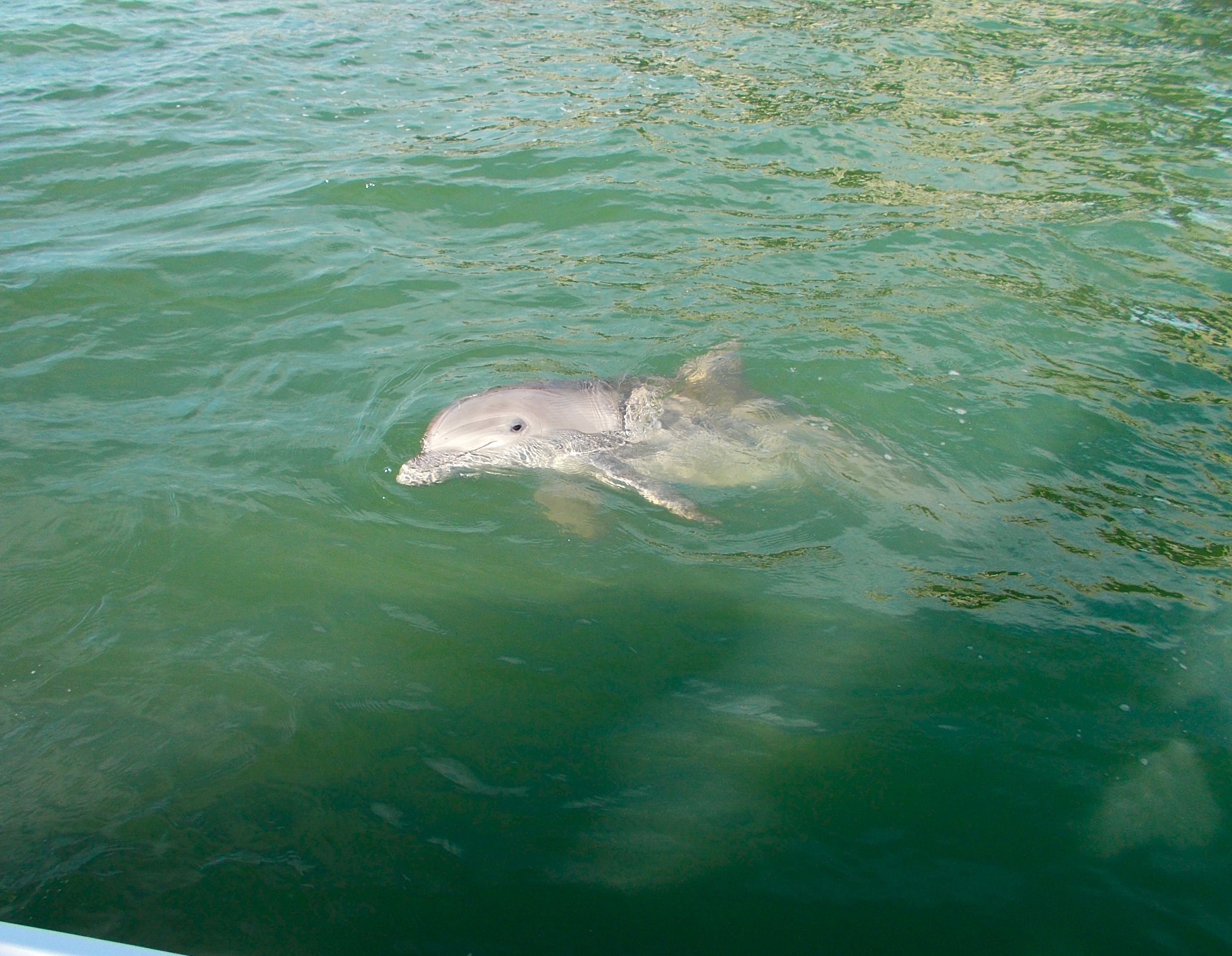 Hilton Head Fishing Charters Inshore Fishing Guide Light Tackle