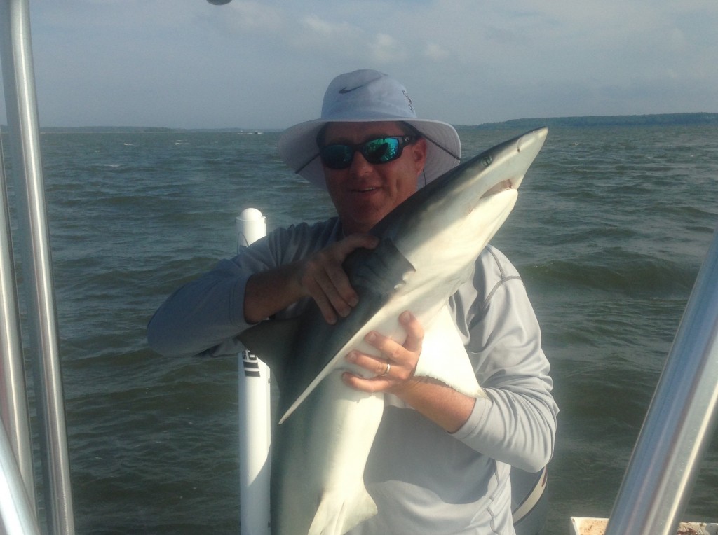 Hilton Head Shark