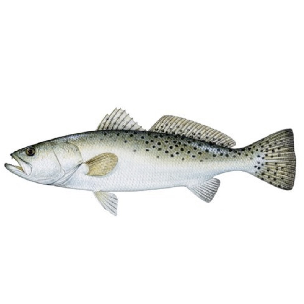 Speckled Trout Charters for Hilton Head.