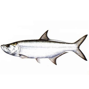 Tarpon Charters for Hilton Head, SC