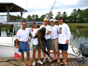 The 78 lb Cobia