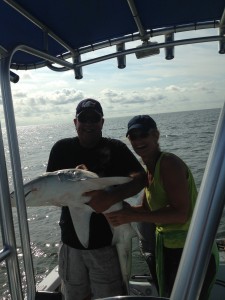 Hilton Head Shark