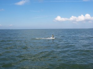 tarpon jumping Tarpon