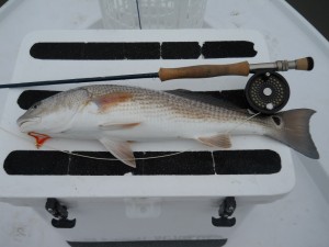 hilton head fishing report - redfish