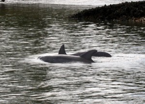 dolphin in nature photo