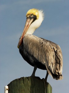 Pelican Photo