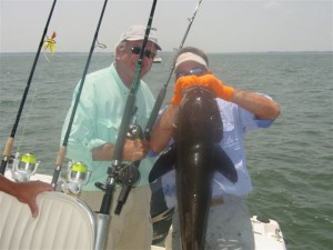 45 pound cobia - sight fishing