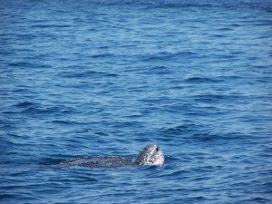 Leather Back Turtle