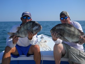 Hilton Head Sheepshead