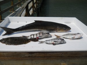 Hilton Head Fishing Charters