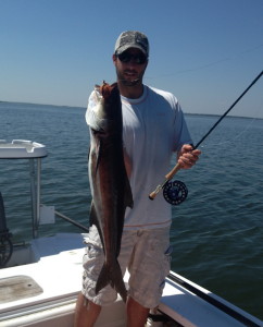 Cobia on Fly