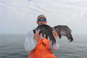 Hilton Head Black Sea Bass