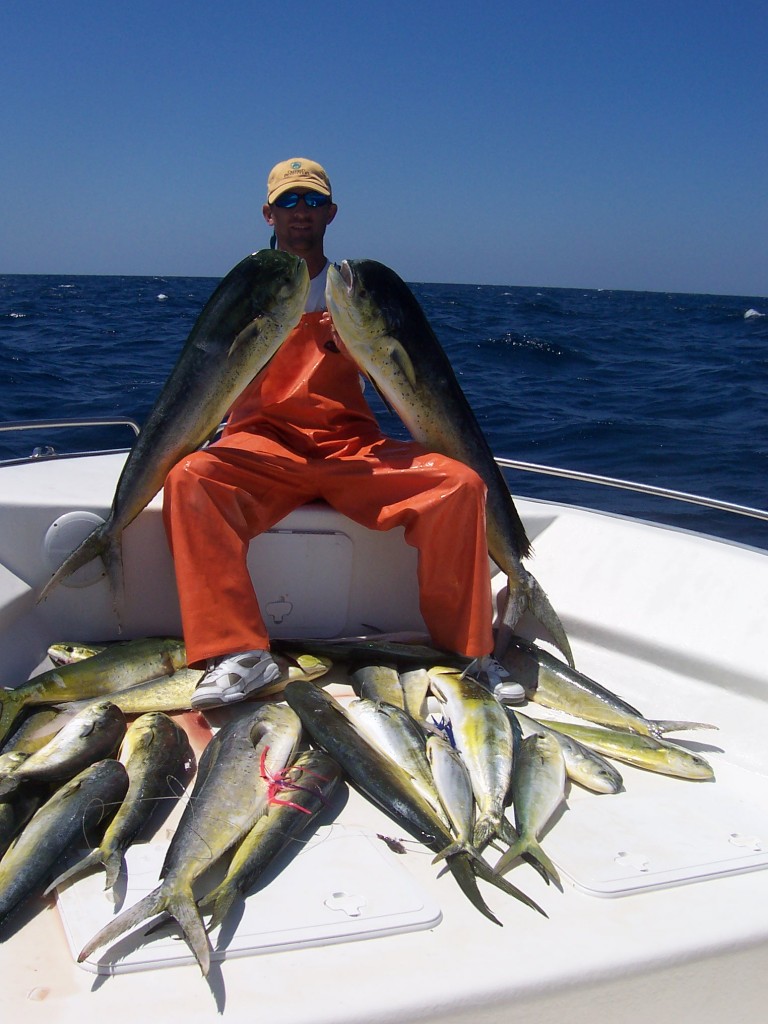 dolphin fishing