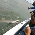 Hilton Head Shark Fishing